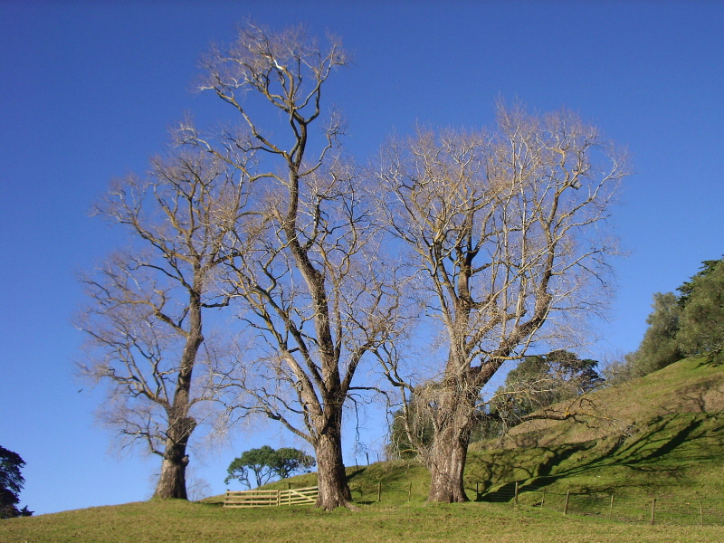 Cornwell Park 