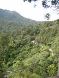 Begegnung. Kauri Baum