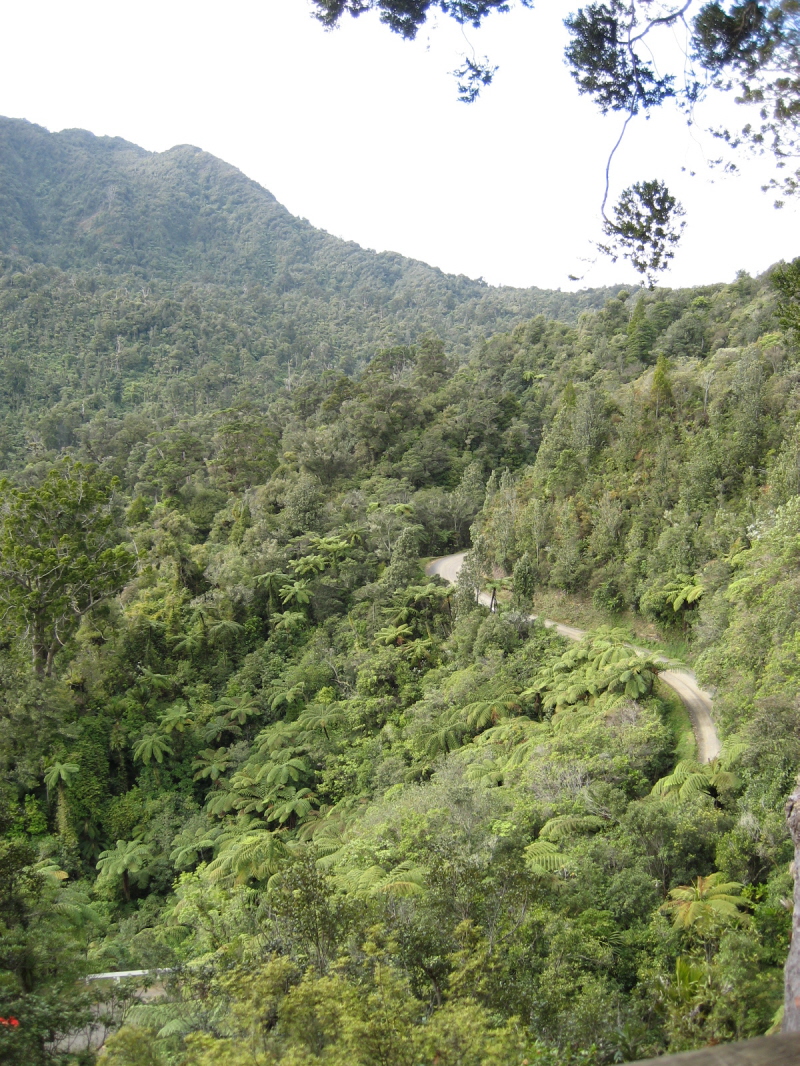 Begegnung. Kauri Baum