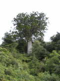 Begegnung. Kauri Baum