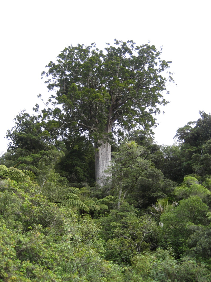 Begegnung. Kauri Baum