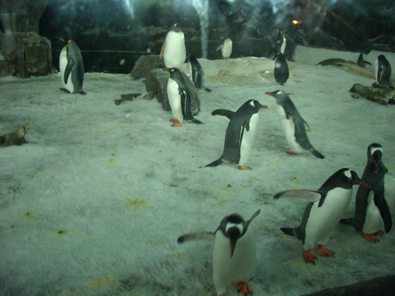 Ausflug zu Underwater World