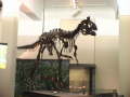 Museeum Auckland 005