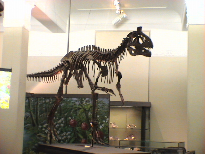 Museeum Auckland 005