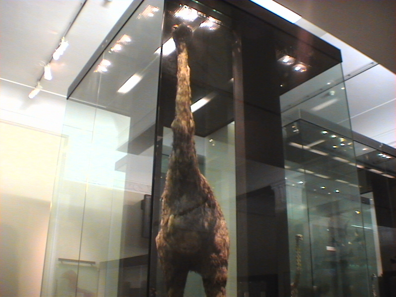 Museeum Auckland 009