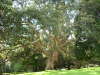 Der Albert Park