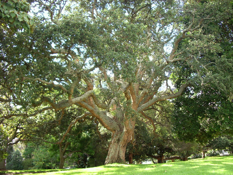 Der Albert Park