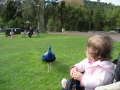 Zoo Auckland 