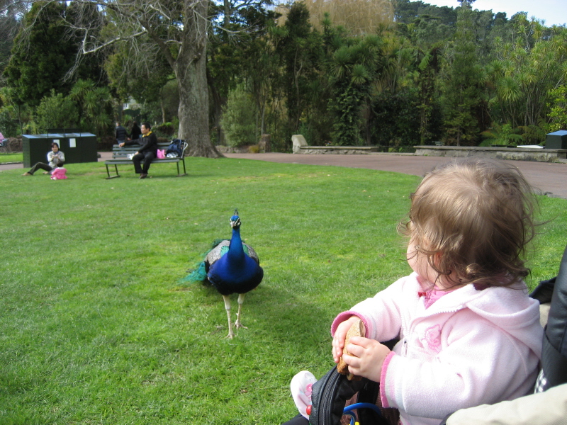 Zoo Auckland 
