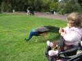 Zoo Auckland 
