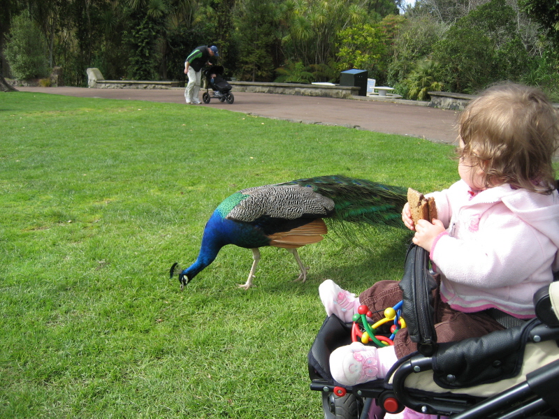 Zoo Auckland 
