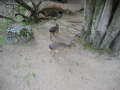 Zoo Auckland 