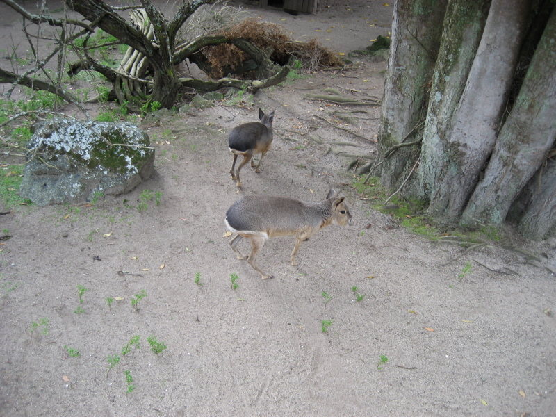 Zoo Auckland 