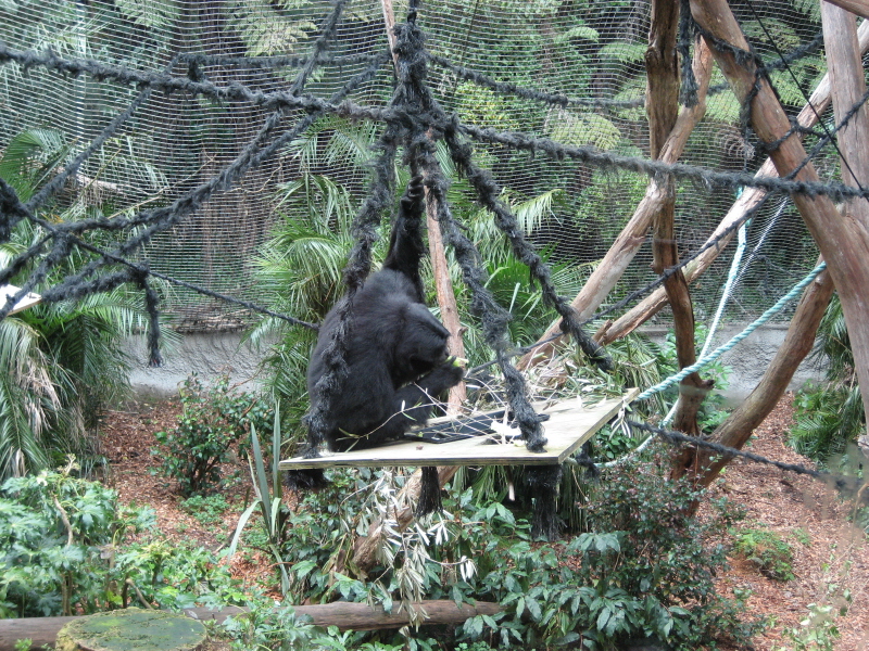 Zoo Auckland 