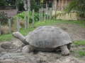 Zoo Auckland 