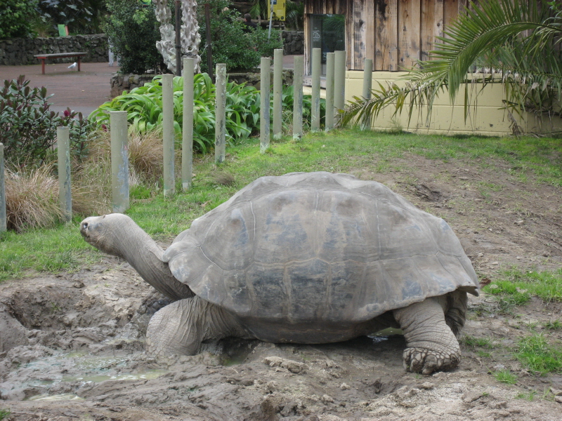 Zoo Auckland 