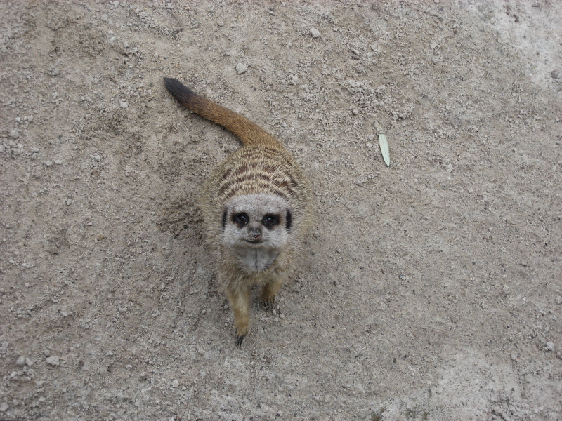 Zoo Auckland 