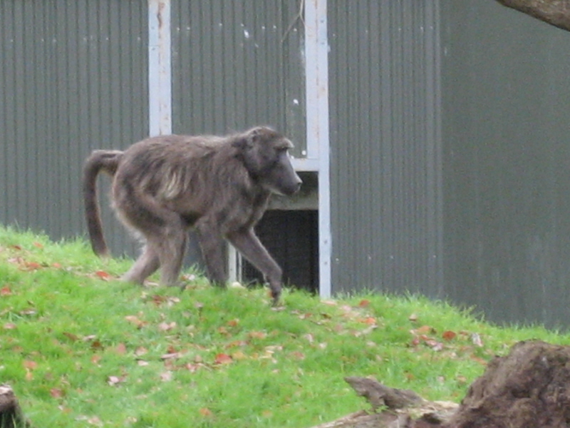 Zoo Auckland 