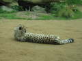 Zoo Auckland 