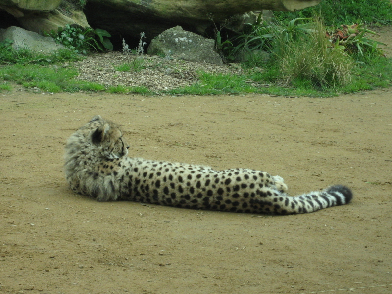 Zoo Auckland 