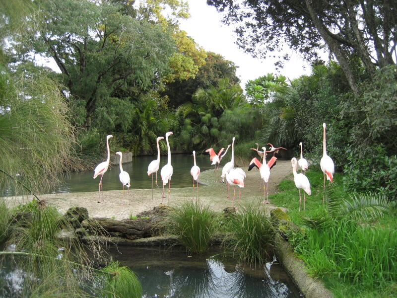 Zoo Auckland 