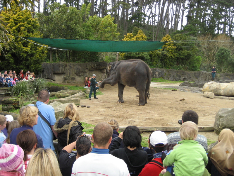 Zoo Auckland 