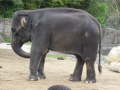 Zoo Auckland 