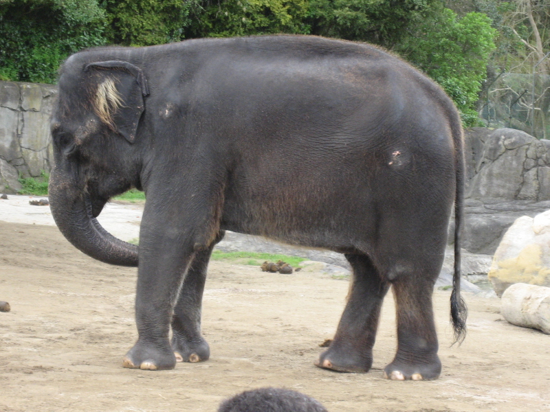 Zoo Auckland 