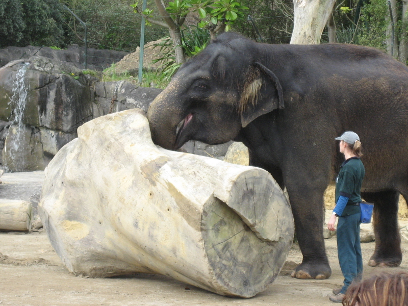 Zoo Auckland 