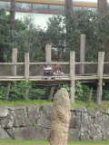 Zoo Auckland 