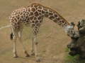 Zoo Auckland 