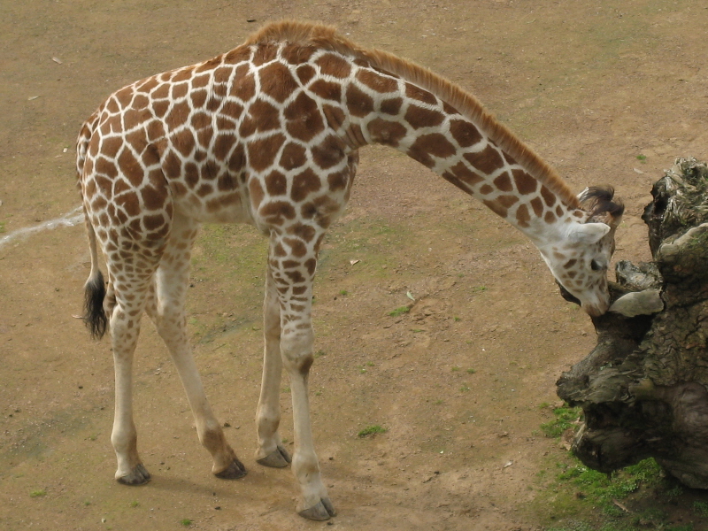 Zoo Auckland 
